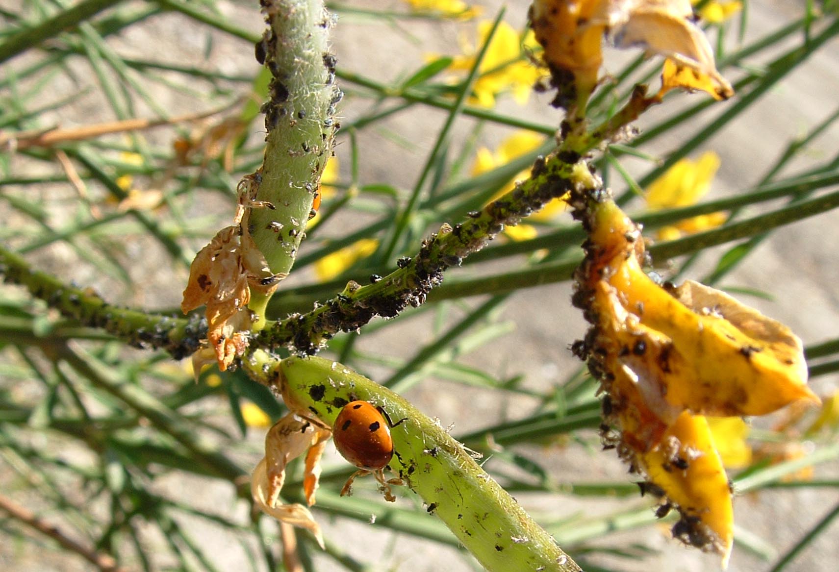 Chlorophorus trifasciatus e Distoleon tetragrammicus